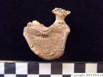 L_V20d5097 A16.175 R827 lR at thoracic vertebra.JPG L_V20d5097 A16.175 R827 lR at thoracic vertebra